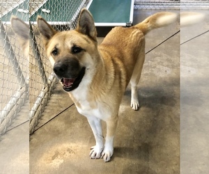 Akita Dogs for adoption in Sparta, TN, USA