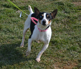 Rat-Cha Dogs for adoption in Akron, OH, USA