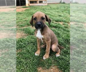 Bogle Dogs for adoption in Fayetteville, GA, USA