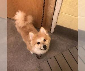 Pom-Shi Dogs for adoption in Forestville, MD, USA