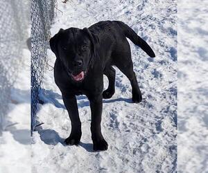 Labrador Retriever Dogs for adoption in Maquoketa, IA, USA