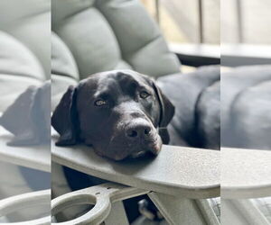 Labrador Retriever-Unknown Mix Dogs for adoption in Brewster, NY, USA