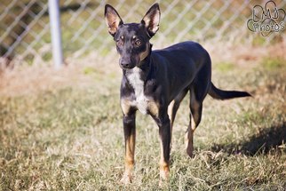 Miniature Pinscher-Unknown Mix Dogs for adoption in Pryor, OK, USA