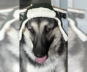 German Shepherd Dog Dogs for adoption in Modesto, CA, USA