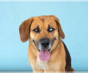 Beagle-Unknown Mix Dogs for adoption in Pasadena, CA, USA
