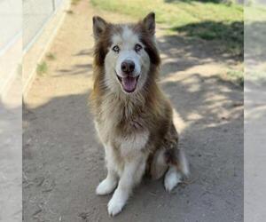 Alaskan Malamute-Unknown Mix Dogs for adoption in Modesto, CA, USA