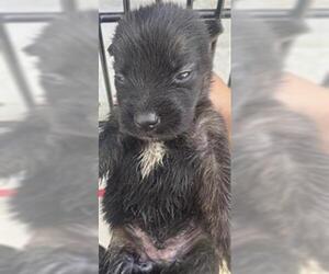 Labrador Retriever Dogs for adoption in Houston, TX, USA