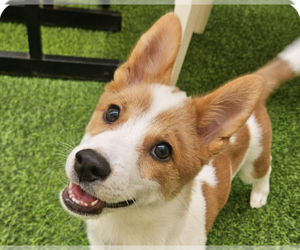 Mutt Dogs for adoption in San Ramon, CA, USA