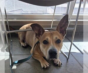 American Staffordshire Terrier Dogs for adoption in San Antonio, TX, USA