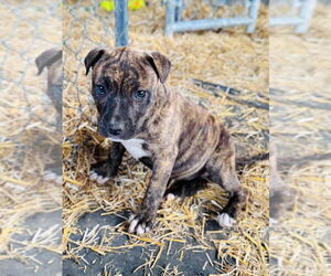 American Pit Bull Terrier Dogs for adoption in Claremore, OK, USA