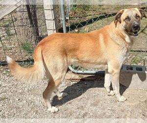 Anatolian Shepherd-Unknown Mix Dogs for adoption in Higley, AZ, USA