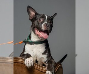 American Boston Bull Terrier Dogs for adoption in Los Angeles, CA, USA