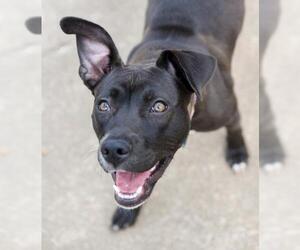American Staffordshire Terrier-Labrador Retriever Mix Dogs for adoption in Chattanooga, TN, USA