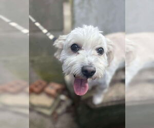 Maltese-Unknown Mix Dogs for adoption in Westwood, NJ, USA