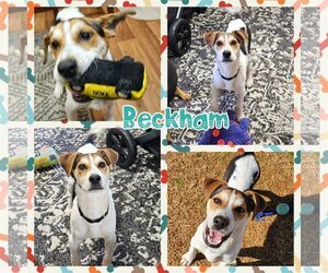 Lab-Pointer Dogs for adoption in Blacksburg, SC, USA