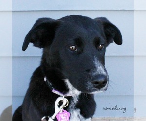 Border Collie Dogs for adoption in Cheyenne, WY, USA