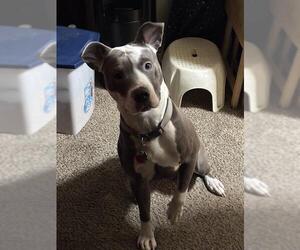 American Staffordshire Terrier Dogs for adoption in San Antonio, TX, USA