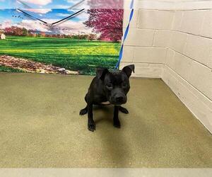 American Pit Bull Terrier-Unknown Mix Dogs for adoption in Moreno Valley, CA, USA