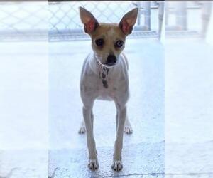 Mutt Dogs for adoption in Lodi, CA, USA