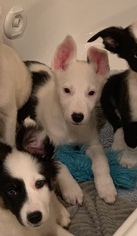 Border Collie Dogs for adoption in Minneapolis, MN, USA