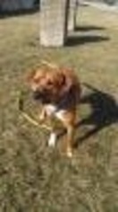 Medium Photo #1 Labrador Retriever-Mountain Cur Mix Puppy For Sale in South Amana, IA, USA