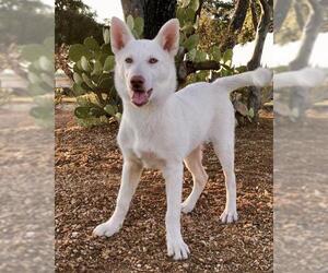 Alaskan Husky Dogs for adoption in PIPE CREEK, TX, USA