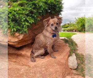 - Mix Dogs for adoption in Menifee, CA, USA