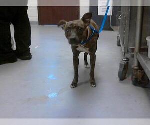 American Pit Bull Terrier Dogs for adoption in Fayetteville, NC, USA