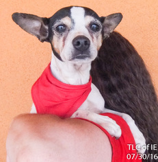 Rat Terrier Dogs for adoption in MORENO VALLEY, CA, USA