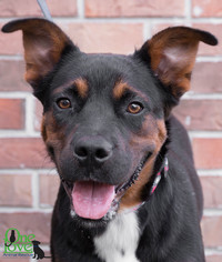 Medium Photo #1 German Shepherd Dog-Unknown Mix Puppy For Sale in savannah, GA, USA