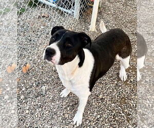 Mutt Dogs for adoption in Emmett, ID, USA