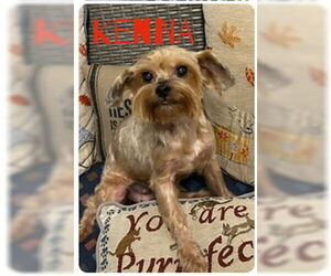 Mutt Dogs for adoption in Ellijay, GA, USA