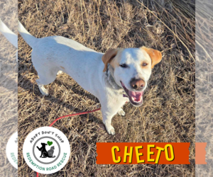 Lab-Pointer Dogs for adoption in Crystal, MN, USA