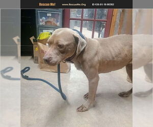 Mutt Dogs for adoption in Benton, PA, USA