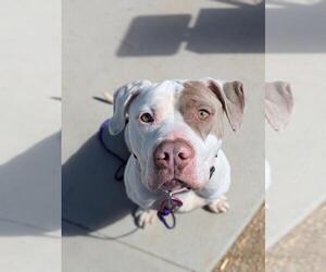 American Pit Bull Terrier-Unknown Mix Dogs for adoption in Las Vegas, NV, USA