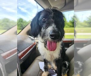 Mutt Dogs for adoption in garner, NC, USA