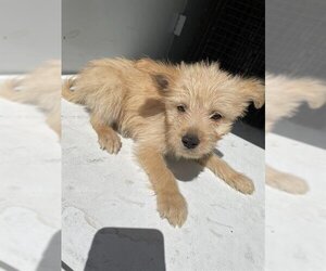 Norwich Terrier Dogs for adoption in Houston, TX, USA