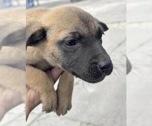 Black Mouth Cur-Unknown Mix Dogs for adoption in Houston, TX, USA