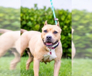 Staffordshire Bull Terrier Dogs for adoption in El Cajon, CA, USA