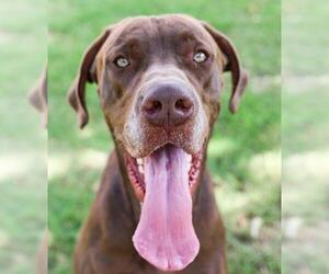 Great Dane Dogs for adoption in Guthrie, OK, USA