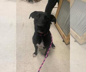 Labrador Retriever-Unknown Mix Dogs for adoption in Maple Grove, MN, USA