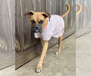 Boxer Dogs for adoption in Dumont, NJ, USA