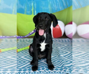 Labrador Retriever-Unknown Mix Dogs for adoption in Fort Worth, TX, USA