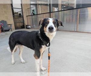 Labrador Retriever-Unknown Mix Dogs for adoption in Denver, CO, USA