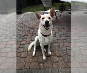 Siberian Husky Dogs for adoption in San Antonio, TX, USA