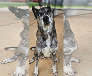 Huskies -Labrador Retriever Mix Dogs for adoption in Grovetown, GA, USA