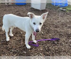 Shepradors Dogs for adoption in McKinleyville, CA, USA
