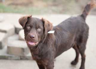 Sheprador Dogs for adoption in byhalia, MS, USA
