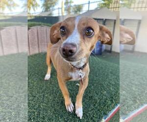 Mutt Dogs for adoption in Tempe , AZ, USA