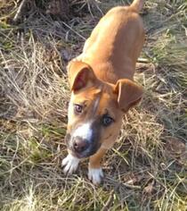 Mutt Dogs for adoption in Harrison, AR, USA